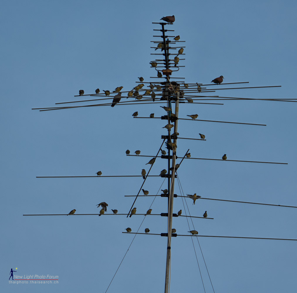 lotsbird-1.jpg