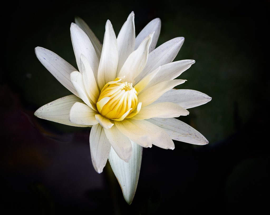 lotus-1-2.jpg