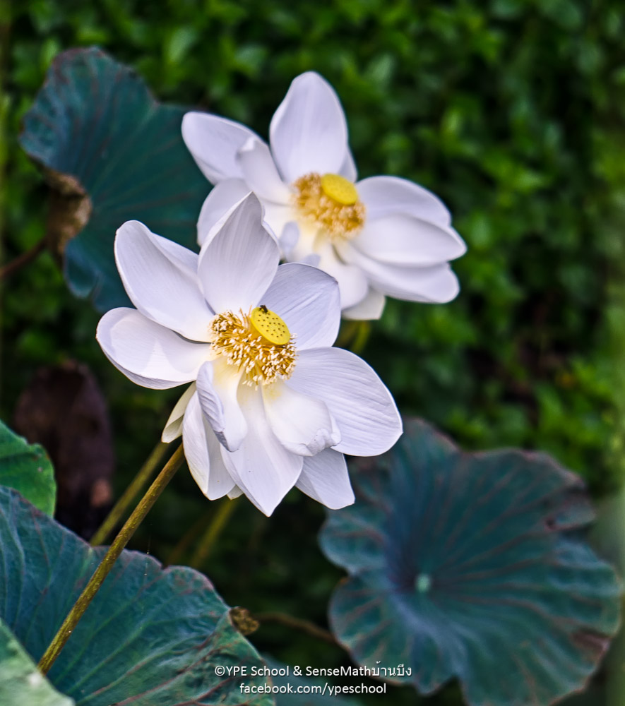 lotus-1.jpg