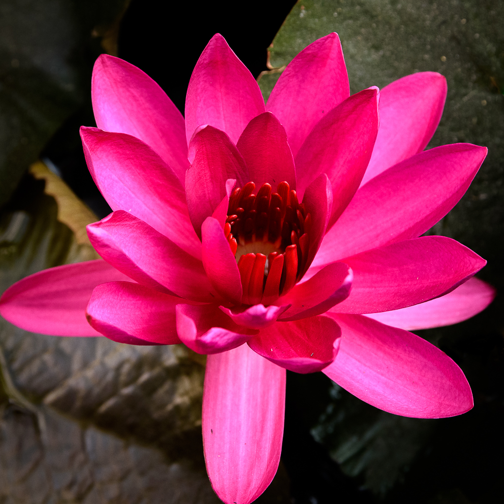 lotus-2-2.jpg