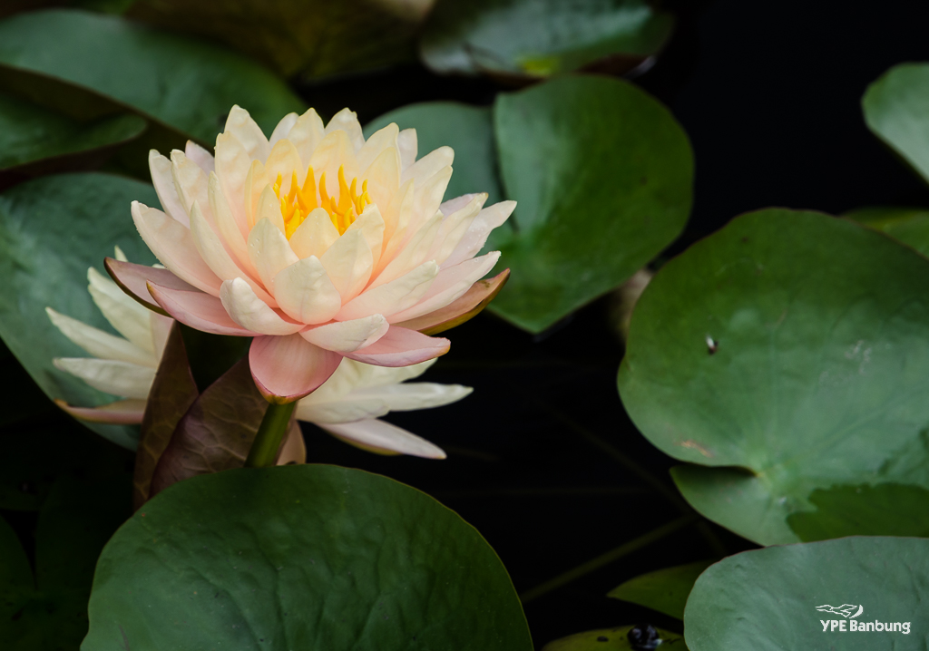 lotus-banbung-ype1-1.jpg