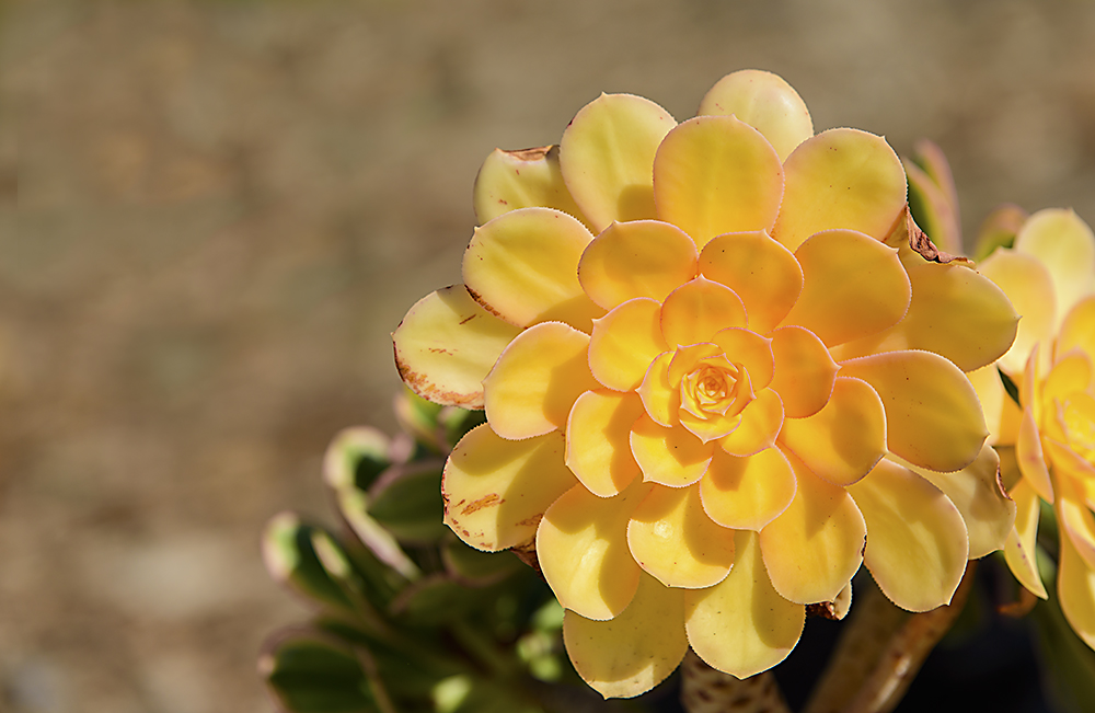Lotus Blossom Wannabe, #2.jpg