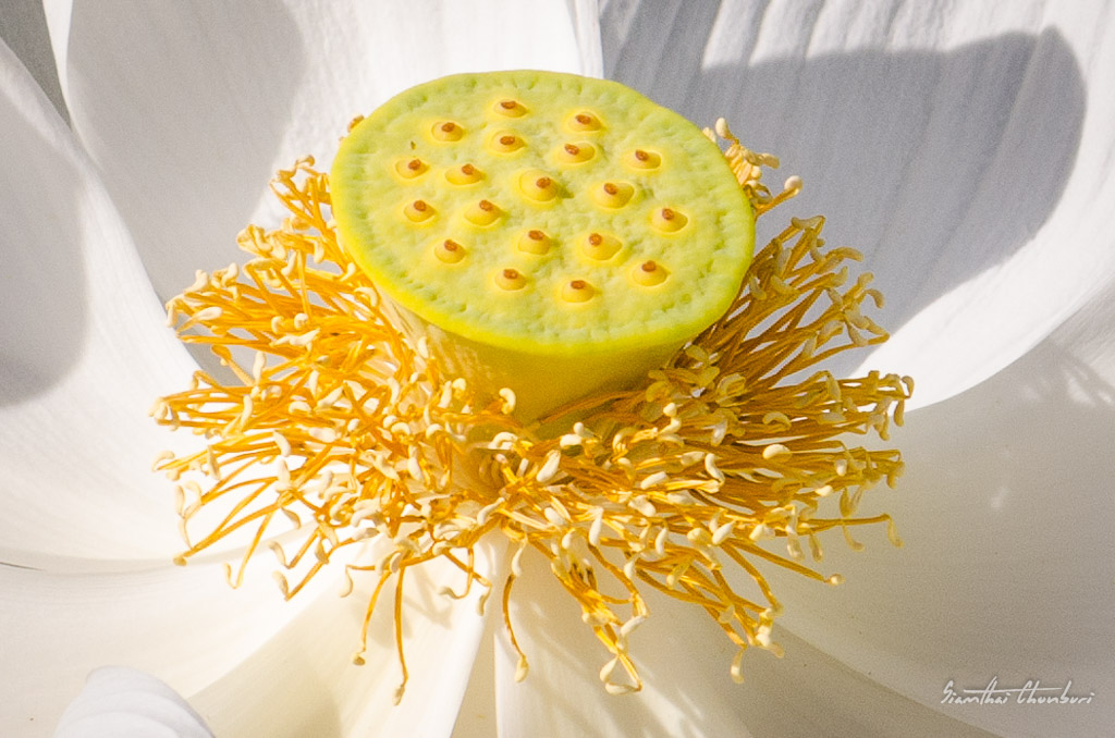lotus-blossom1-2.jpg