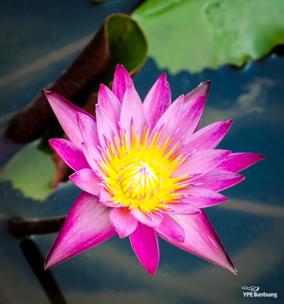 lotus-blume-1.jpg