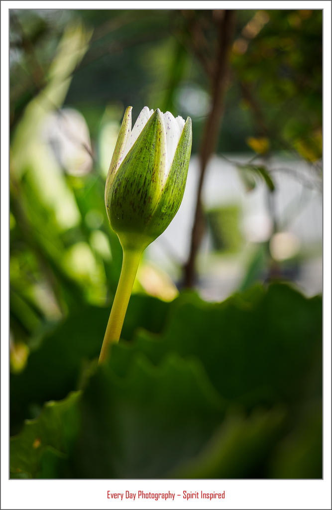 lotus-bud-1.jpg