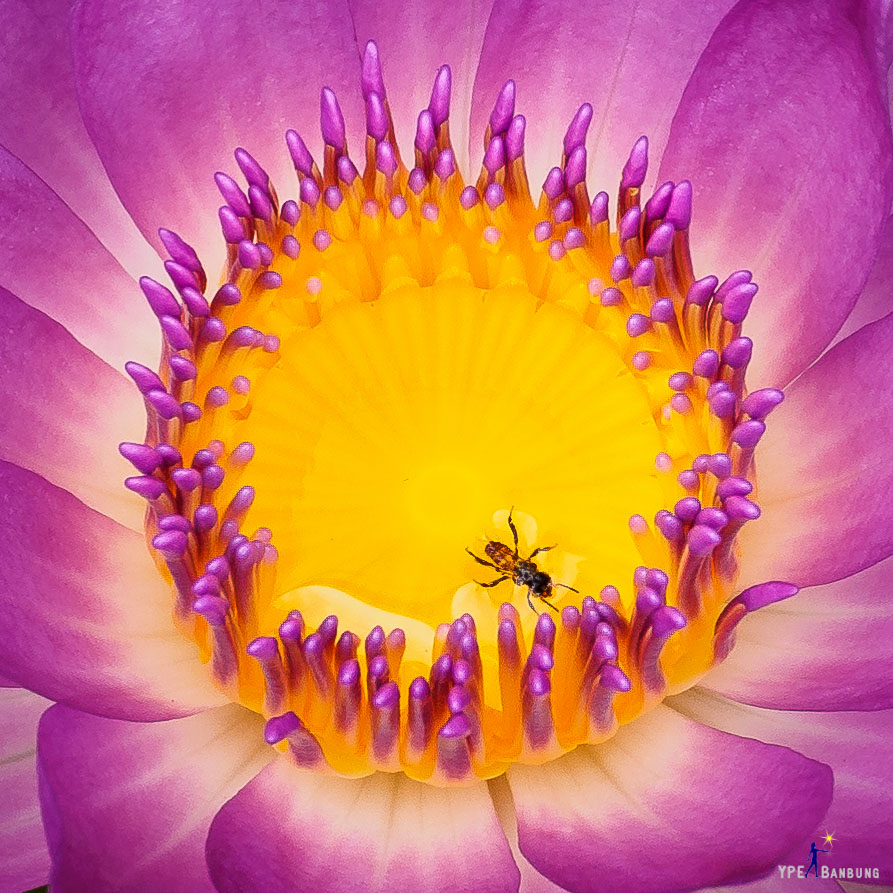 lotus-in-the-pot-2.jpg