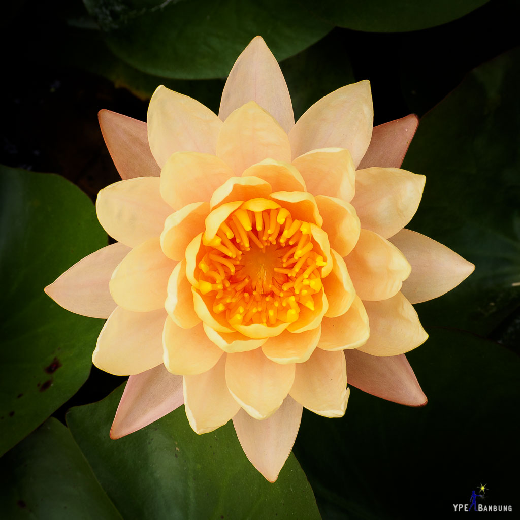 lotus-in-the-pot-3.jpg