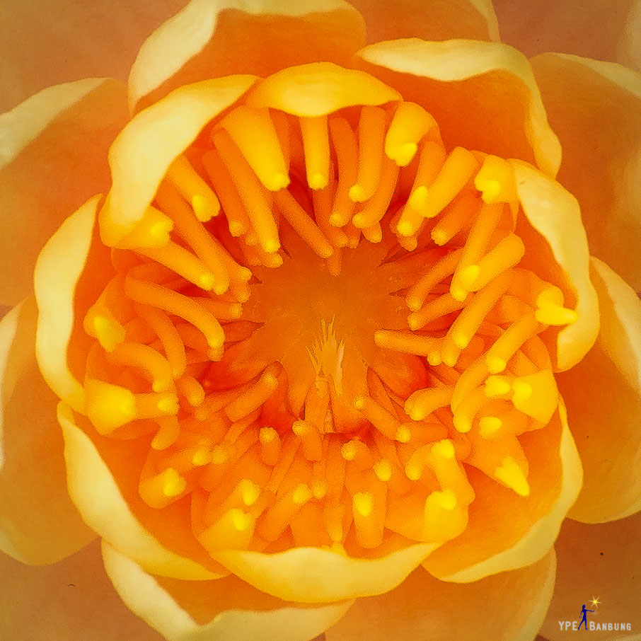 lotus-in-the-pot-4.jpg