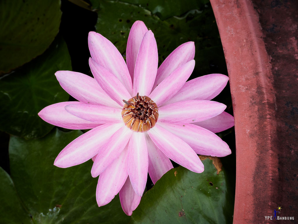 lotus-in-the-pot-5.jpg