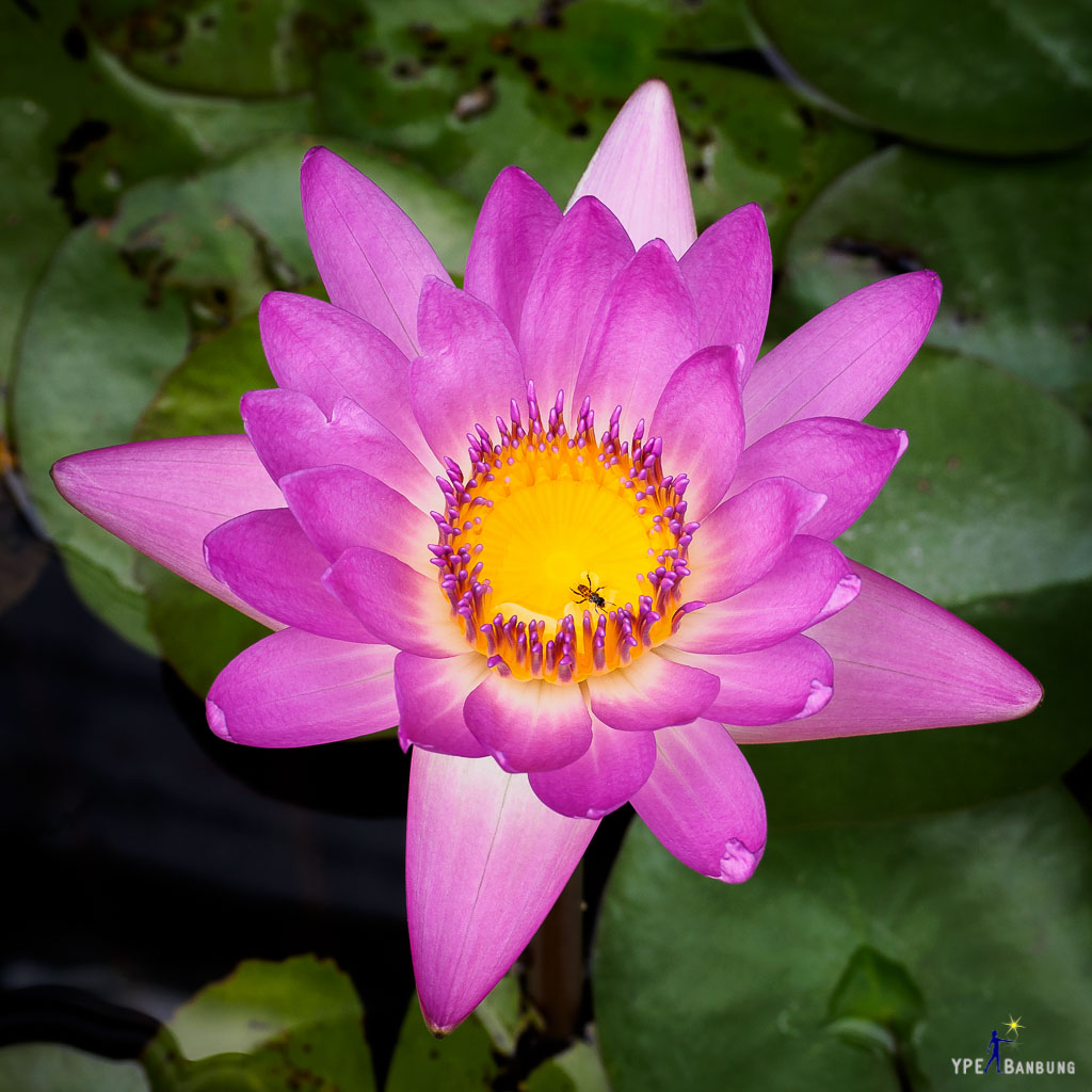 lotus-in-the-pot.jpg