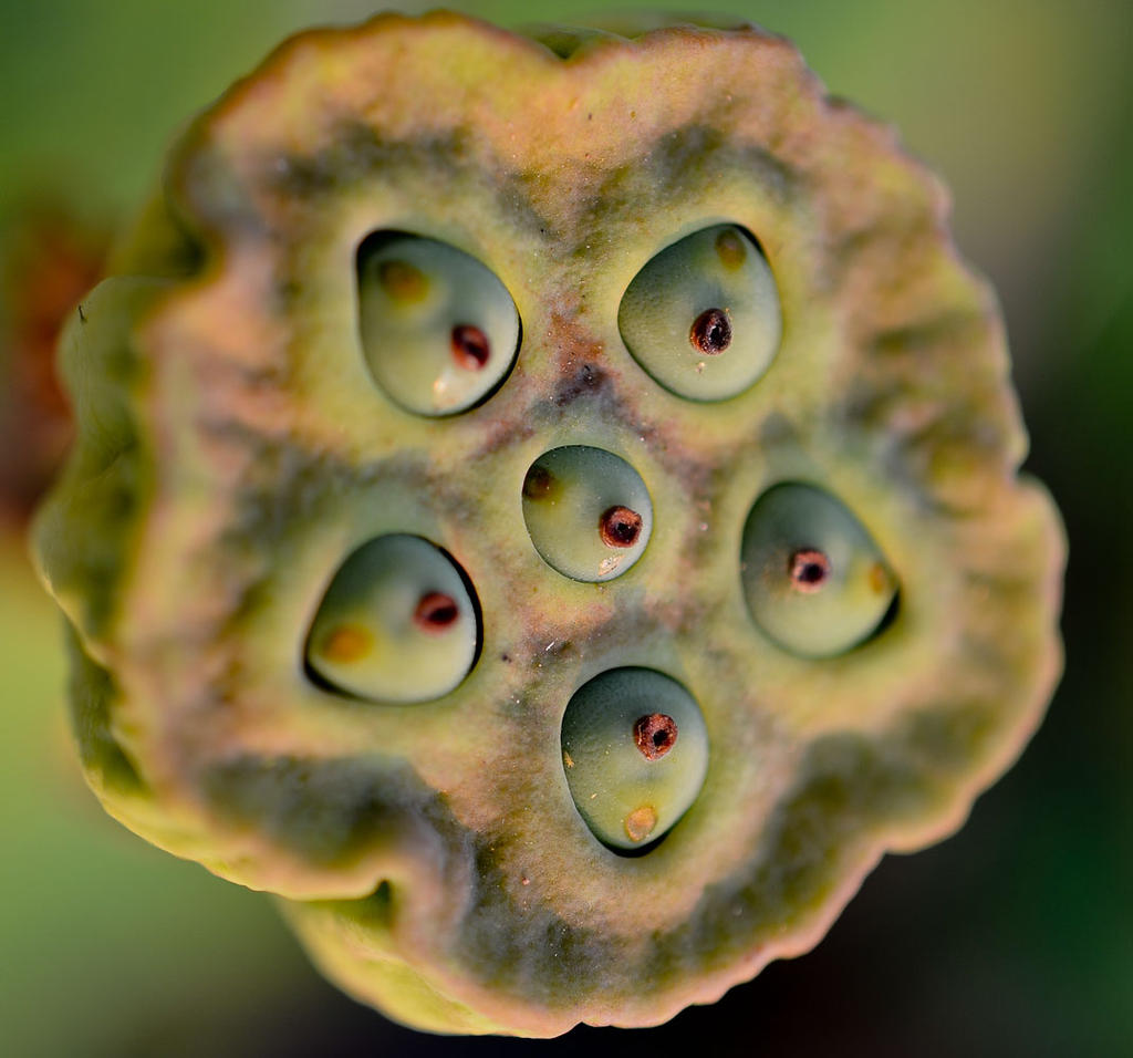 lotus.jpg
