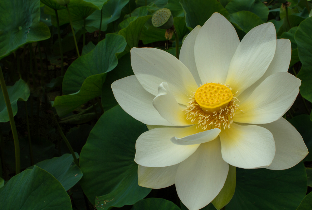 Lotus White NIKON.jpg