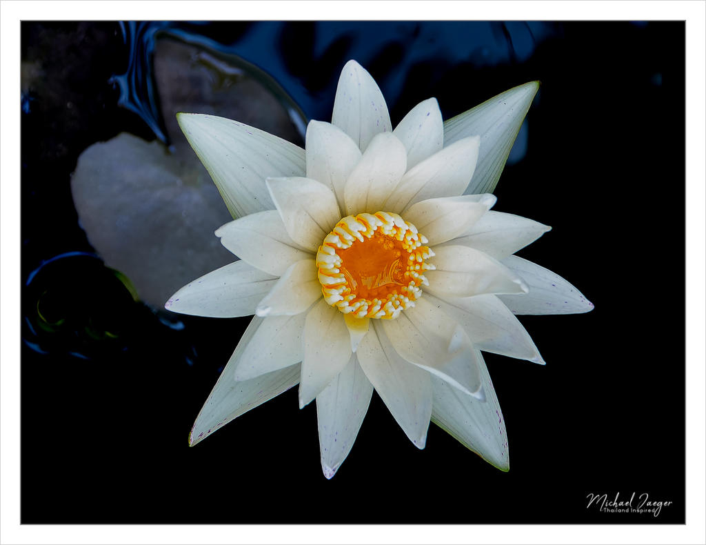 lotus-white-tiny-1.jpg