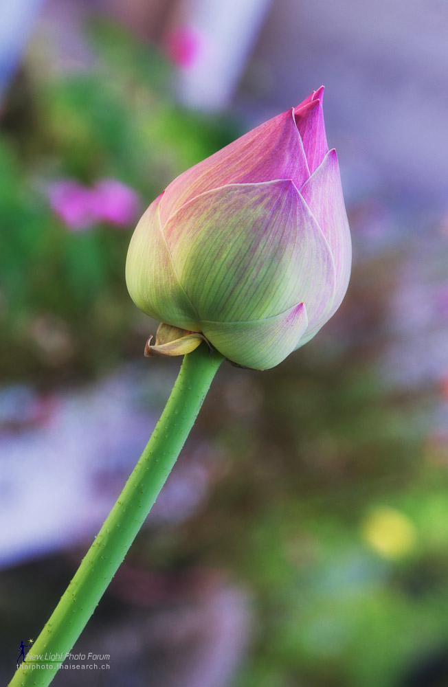 lotusbud-1.jpg