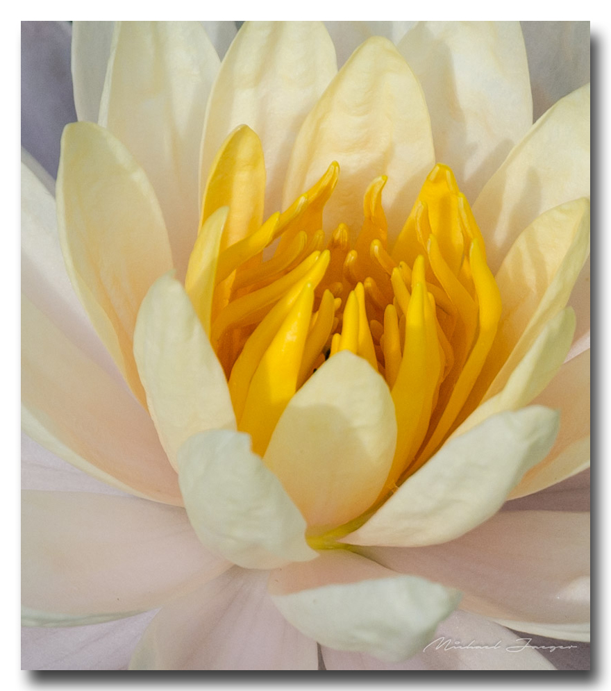 lotusflower-ype (1).jpg