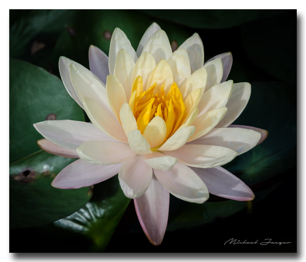 lotusflower-ype (3).jpg