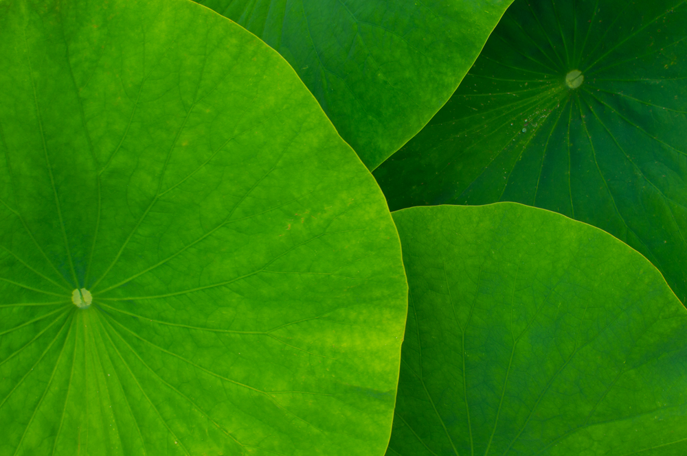 LotusLeavesNikon.jpg