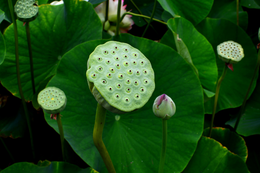 LotusPodsNIKON.jpg