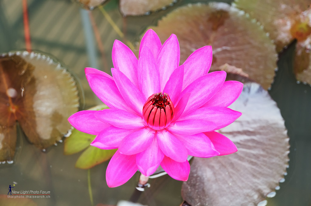 lotuspond-1.jpg