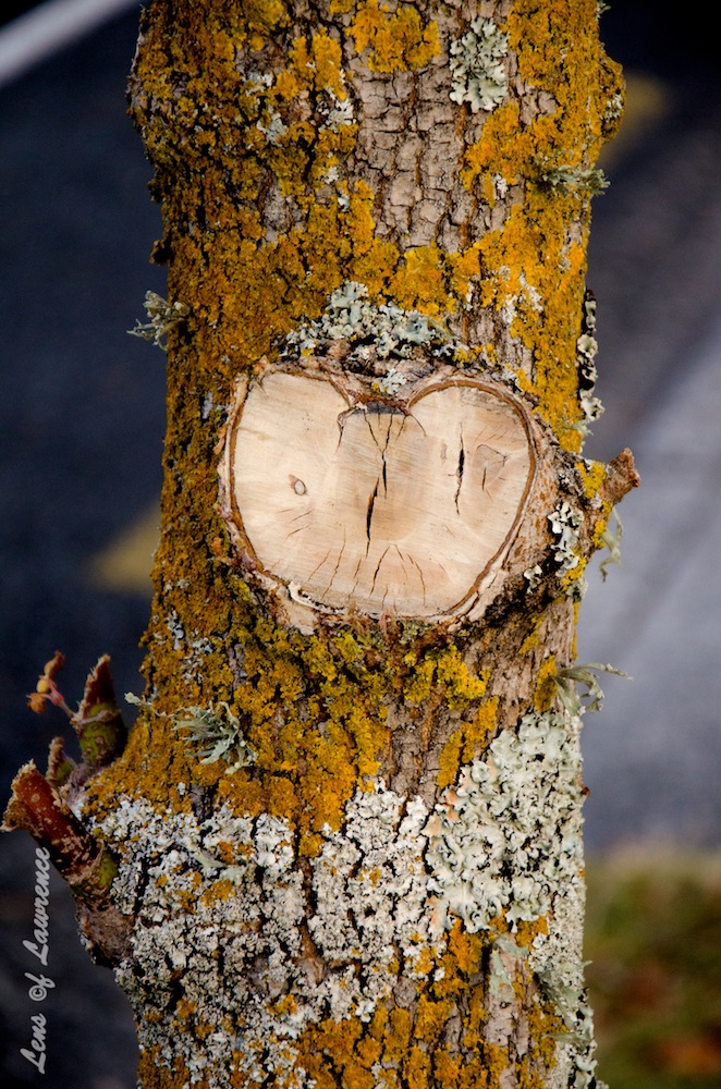 Love Lichen LOL.jpg