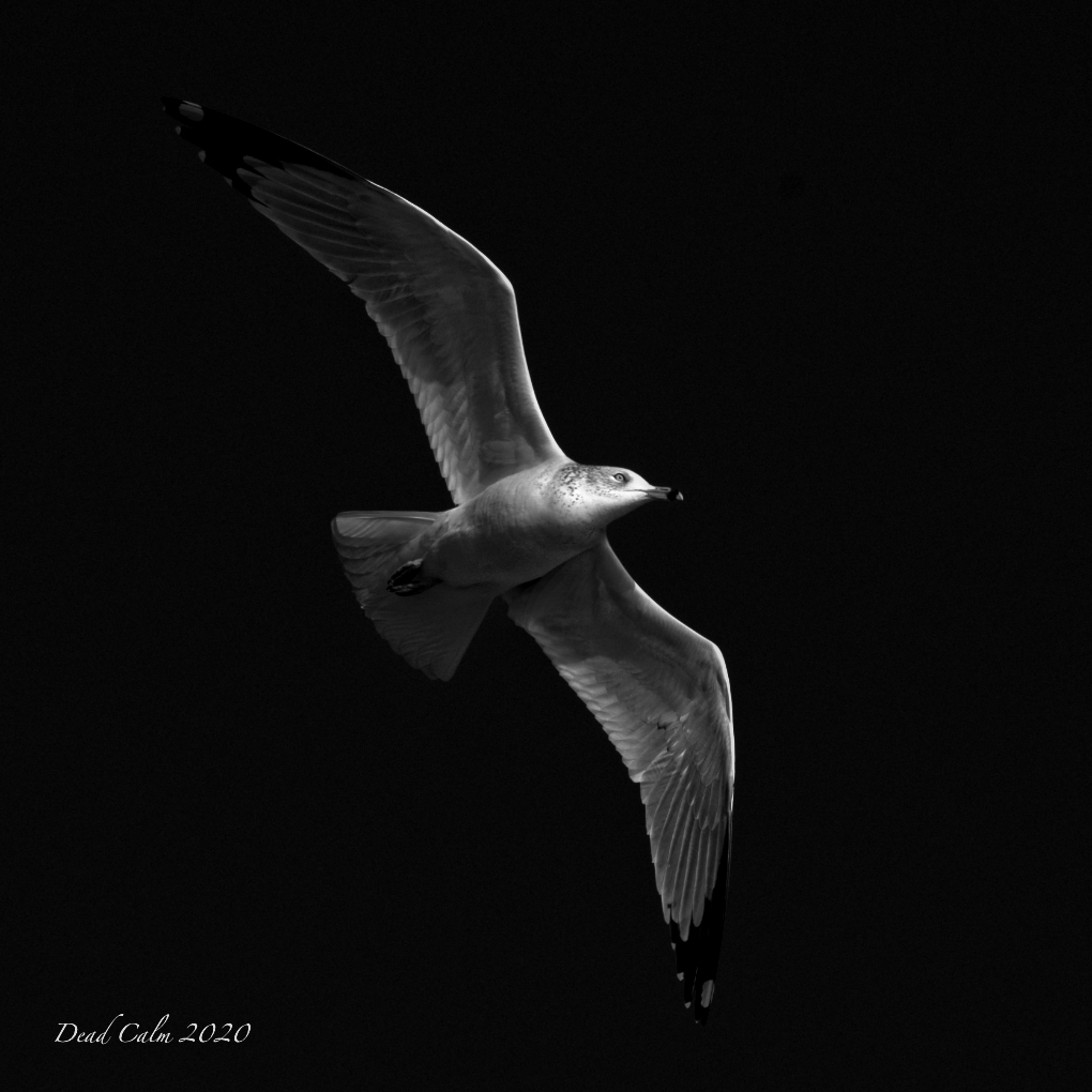 low key seagull N_5003449.jpg