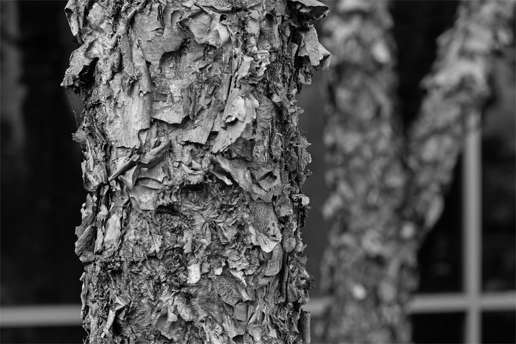 Low Res 007 black&white.jpg Low Res 007 black&white.jpg