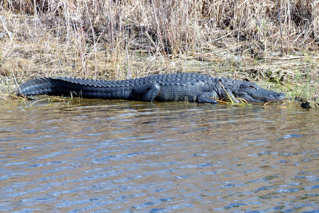 Loxahatchee 10-28-14.jpg