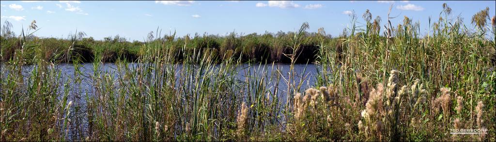 Loxahatchee River of Grass.jpg