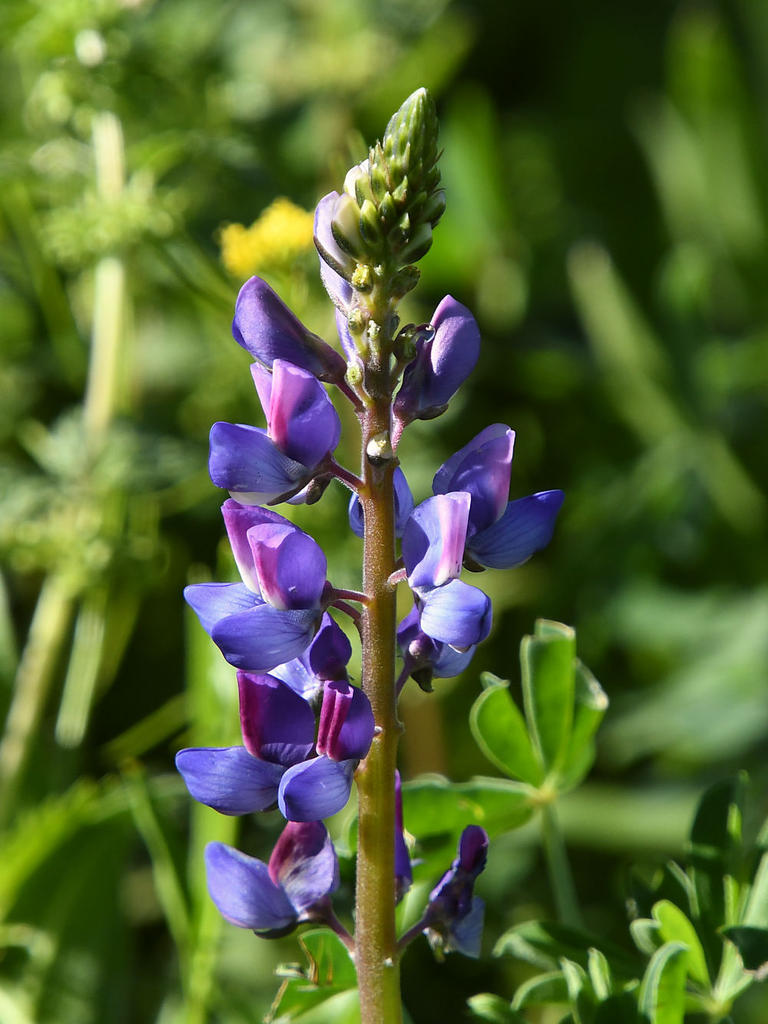 Lupin3.jpg