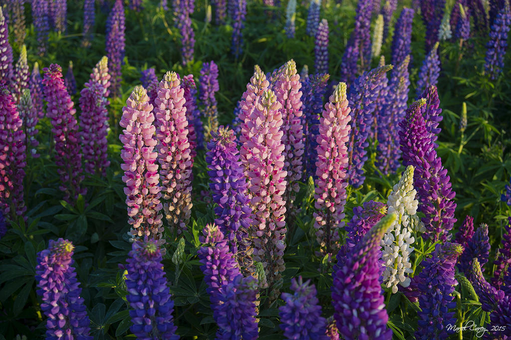 lupins.jpg