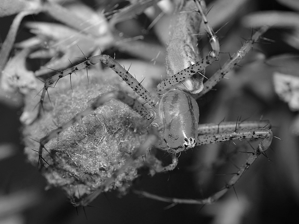 Lynx2BW.jpg