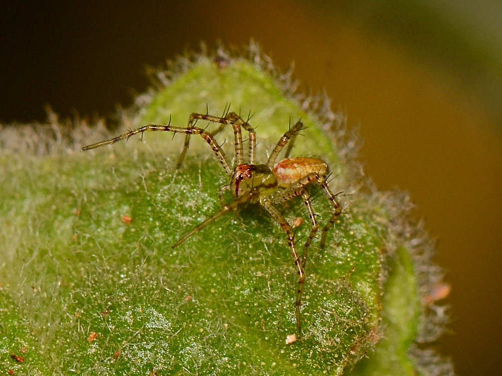 Lynx3.jpg