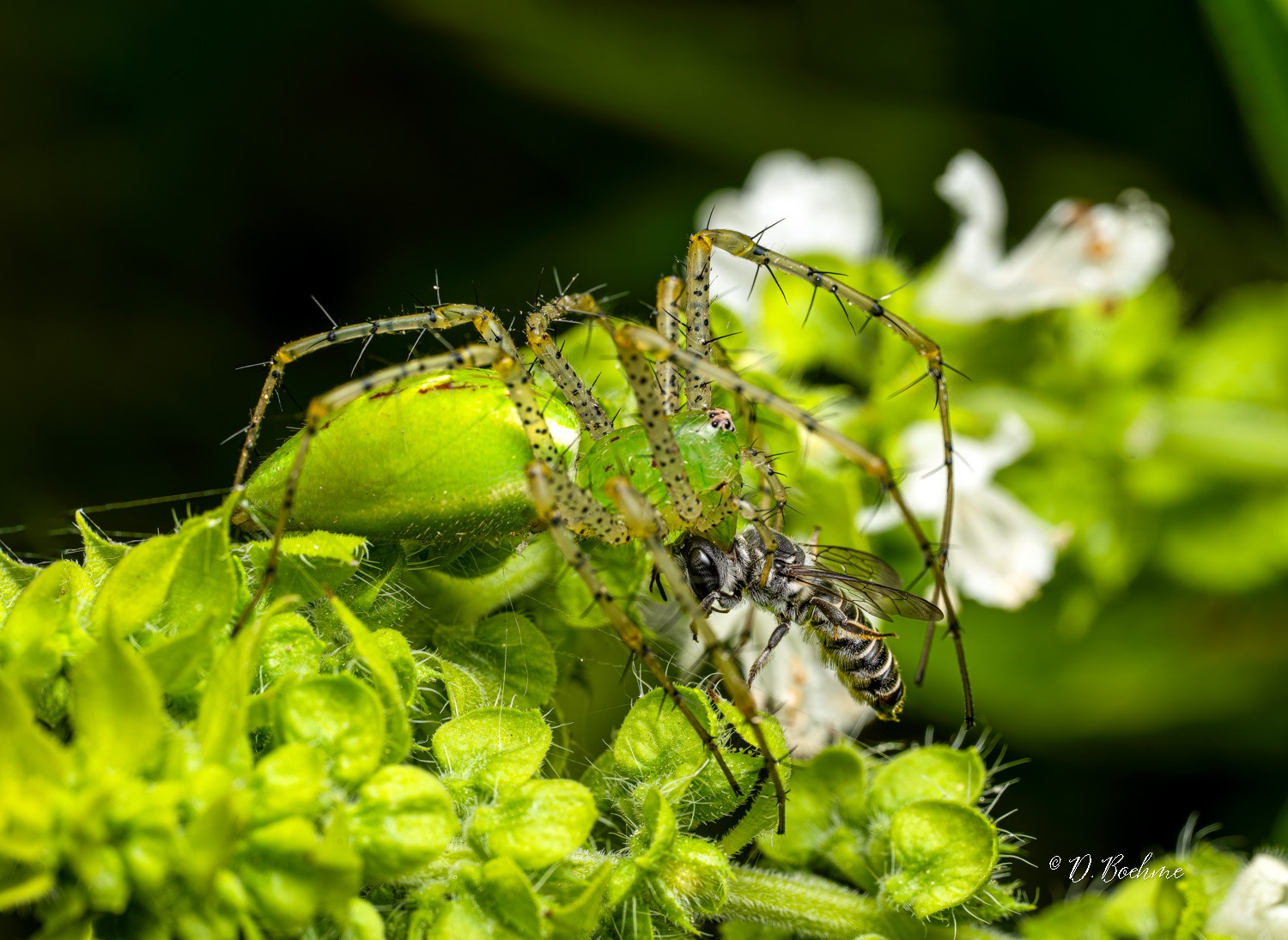lynx3-SharpenAI-Focus.jpg