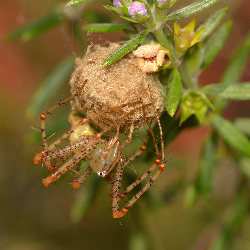 LynxSpider.jpg