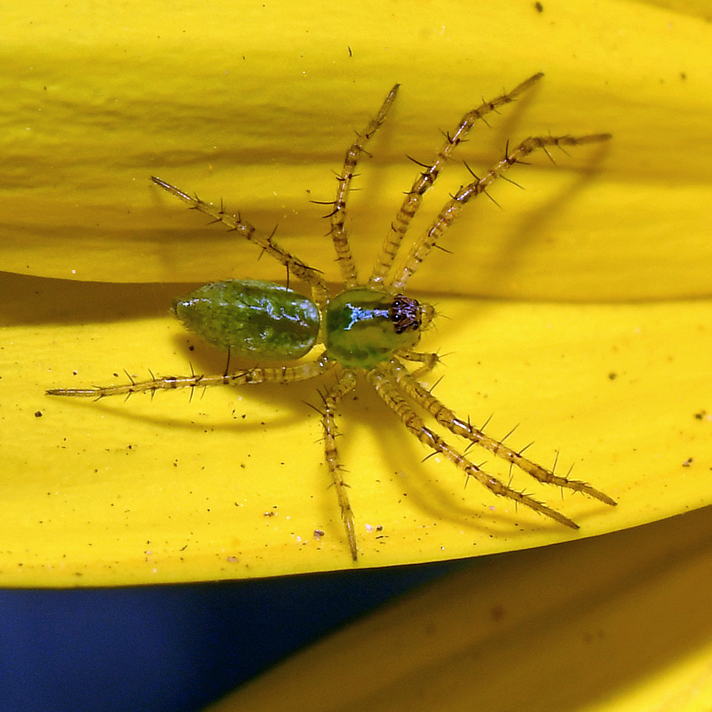 LynxSpider.jpg