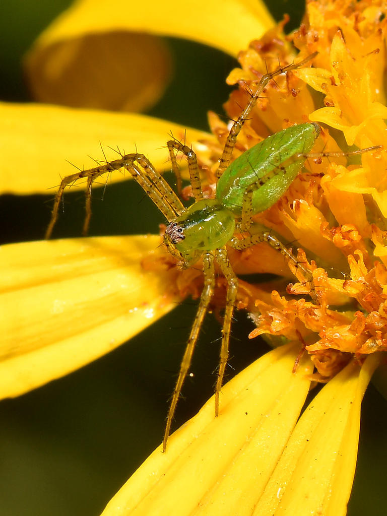 LynxSpider.jpg