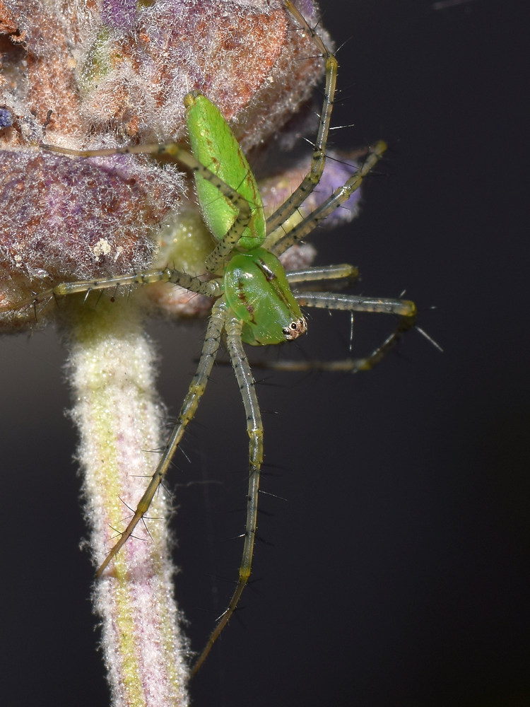 LynxSpider.jpg