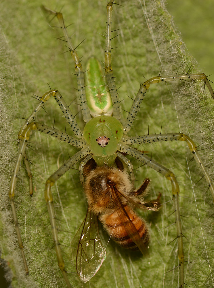LynxSpider3.jpg