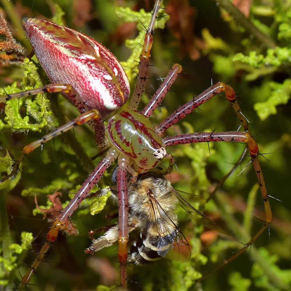 LynxSpider5_2016_08_14.jpg
