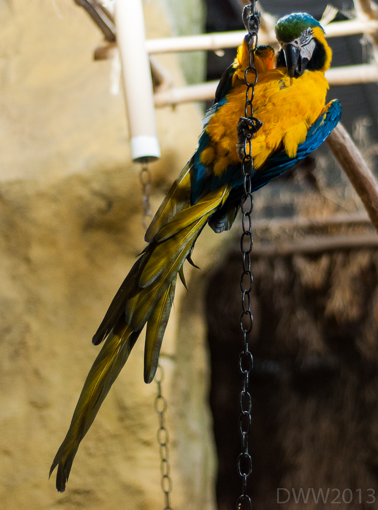 Macaw (1 of 1).jpg