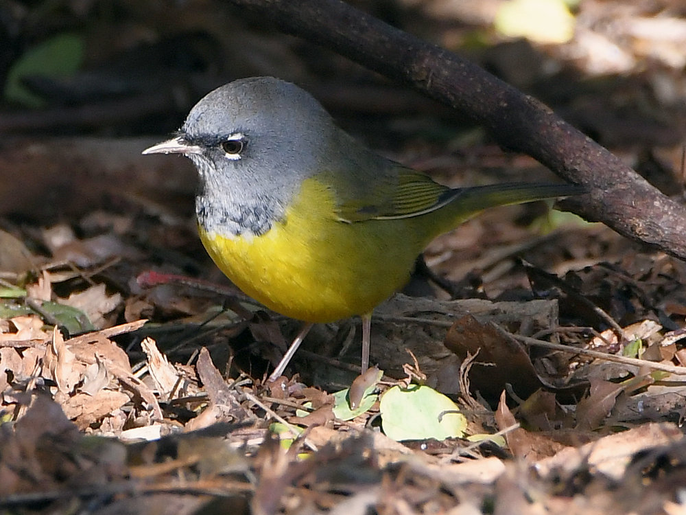 MacGillivaysWarbler.jpg