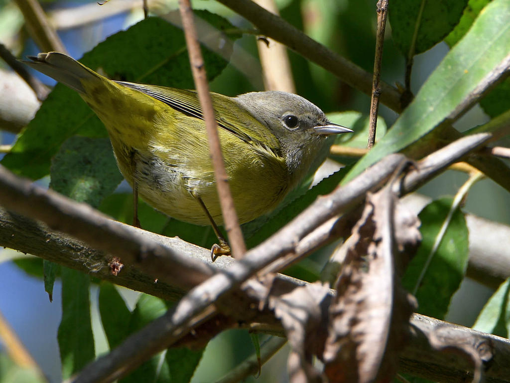 MacGillivraysWarbler.jpg