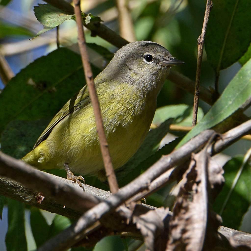 MacGillivraysWarbler3.jpg