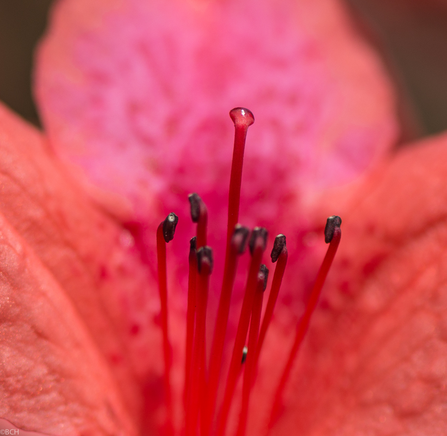 Macro-1.jpg