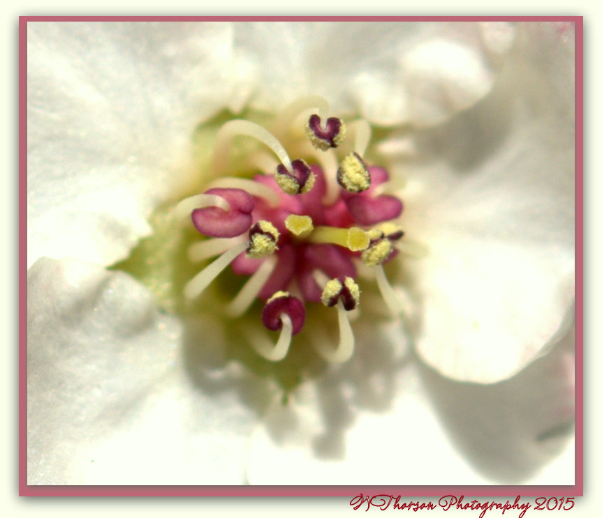 Macro of a White Spring Flower.jpg