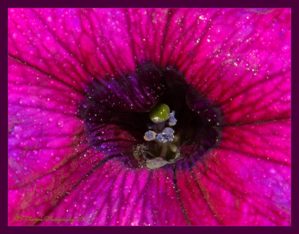 Macro Petunia #2 7-2-2016.jpg