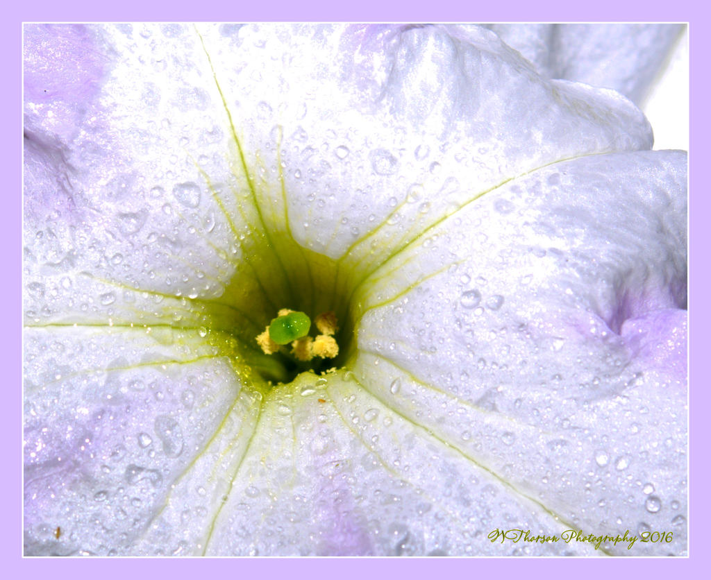 Macro Petunia 7-2-2016.jpg