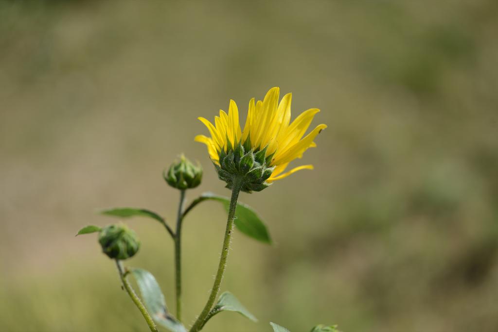 Macrofloral.jpg