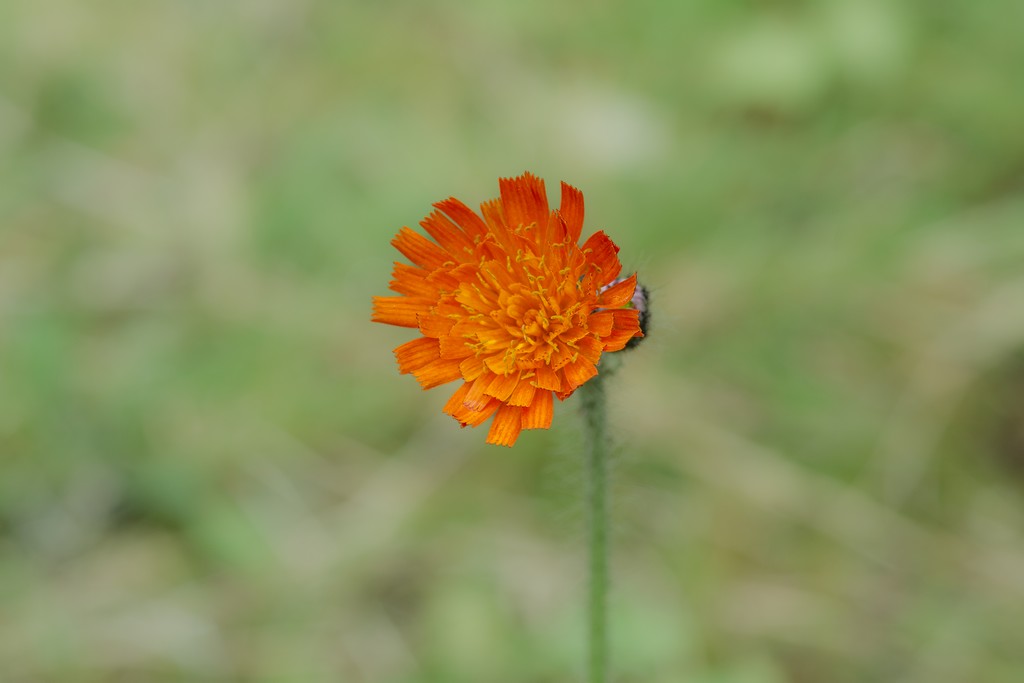 Macroflower.jpg