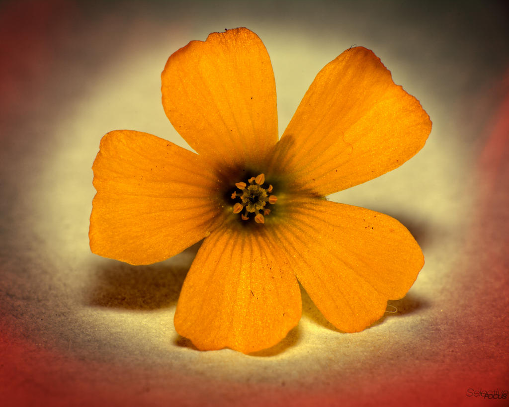 MacroFlower2.jpg